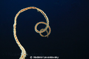 The whip coral. by Vladimir Levantovsky 